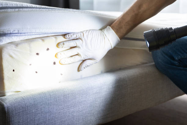 Best Ant Control Services  in Morrow, OH