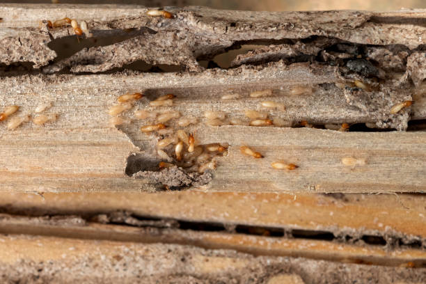 Best Affordable Pest Control Services  in Morrow, OH